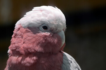 モモイロインコ