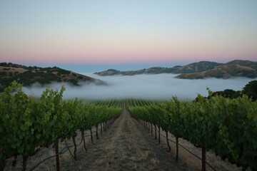 Obraz premium Fog Over Vineyard at Dawn: A vineyard in the early hours