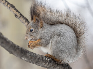 The squirrel with nut sits on tree in the winter or late autumn