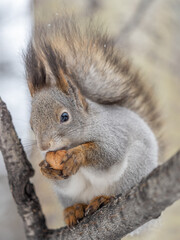 The squirrel with nut sits on tree in the winter or late autumn