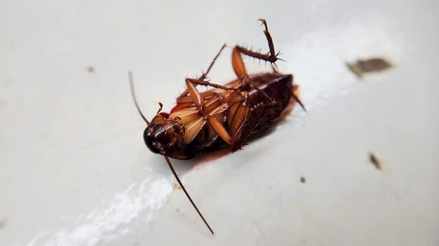 Selective focus of a dead house cockroach in a supine position