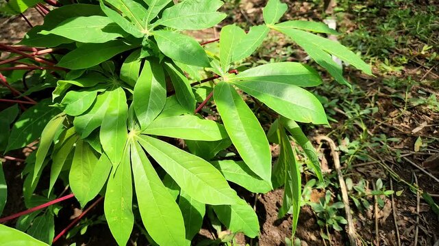 Green leaves of a tree with nature background