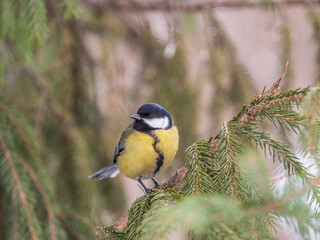 Obraz premium Cute bird Great tit, songbird sitting on the fir branch