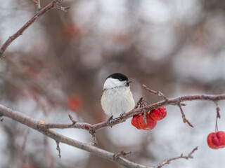 Cute bird the willow tit, song bird sitting on a branch without leaves in the winter.