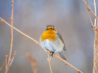 Cute bird the European Robin, Erithacus rubecula. sitting on the tree branch in winter.