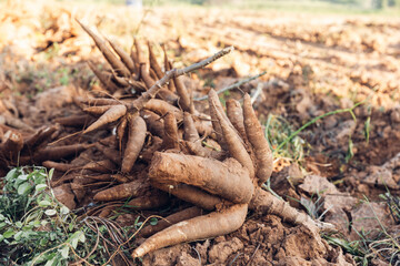 Cassava in hand, tapioca in farmer hand in harvest season. Agriculture is harvesting tapioca from cassava farms. Large cassava roots. Harvest or dig Root.