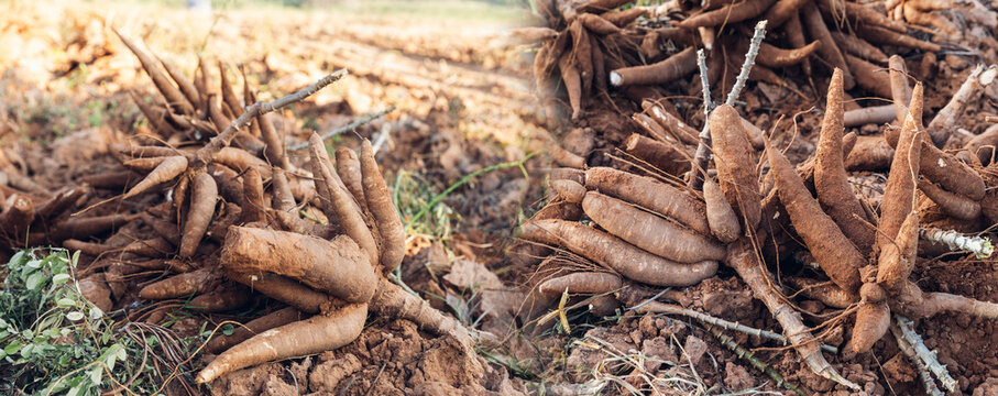 Cassava in hand, tapioca in farmer hand in harvest season. Agriculture is harvesting tapioca from cassava farms. Large cassava roots. Harvest or dig Root.