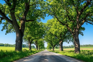 A scenic view of a country road surrounded by trees, perfect for landscape and nature photography