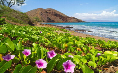 Wildflowers by the Sea, Sand Beach, Rocky Hills, Ocean Waves, Blue Sky