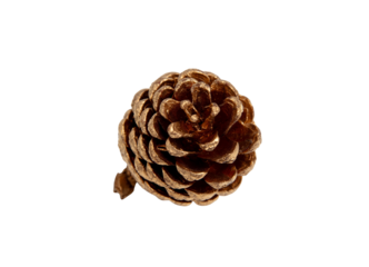 Pine cone isolated on white transparent, gold painted  conifer cone
