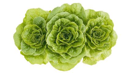 Obraz premium Fresh Green Leafy Lettuce Arrangement