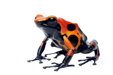 Detailed poison dart frog isolated on transparent background showcasing its vivid colors