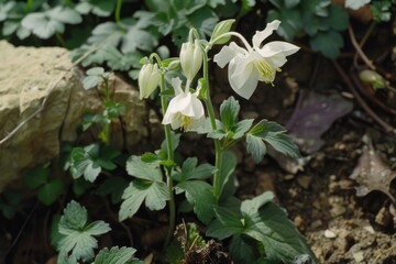 A single white flower grows out of the ground amidst some dirt, highlighting its resilience
