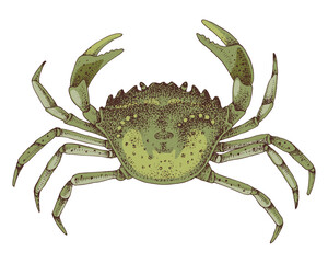 Southern European Crab hand drawn vector illustration