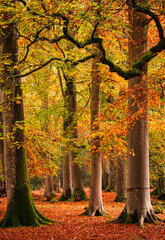 Autumn mature beech woodland in the grounds of Ashburnham place on the high weald near Battle east Sussex south east England UK