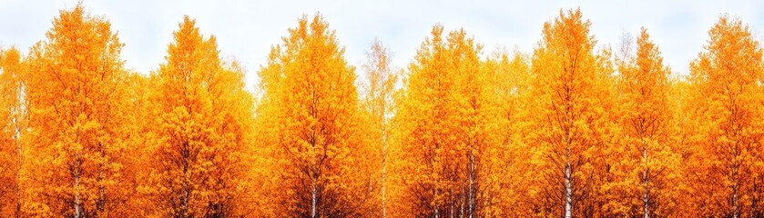 Fototapeta premium Vibrant row of aspen trees adorned in autumn colors, showcasing nature's stunning seasonal transformation.