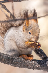The squirrel with nut sits on tree in the winter or late autumn