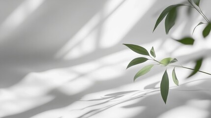 Soft sunlight casts delicate shadows of leaves against a bright background, creating a serene and calming atmosphere in a peaceful setting