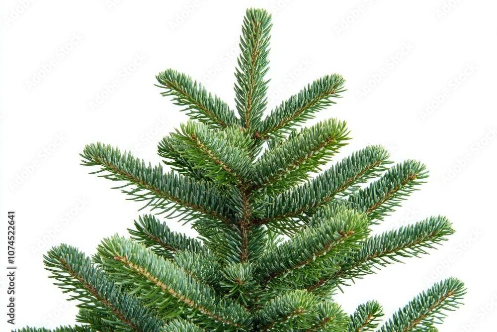 Poster a detailed view of a pine tree branch against a clean white background, suitable for use in product 