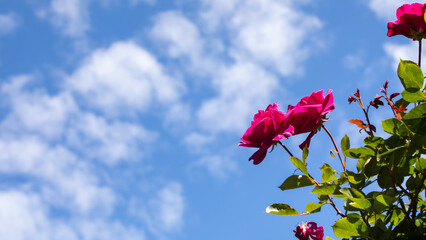 A bush of beautiful red roses in the garden. Bright red roses bloom in the bosom of nature.