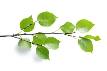 Fototapeta premium Birch isolated on a white background, close up