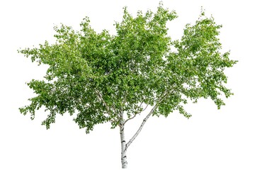Birch isolated on a white background, close up