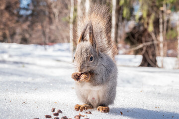 The squirrel in winter sits on white snow.