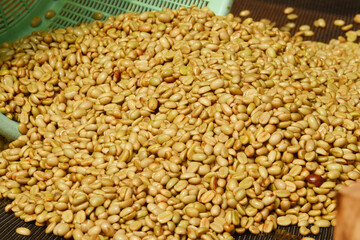 Coffee beans,In the ferment and wash method of wet processing