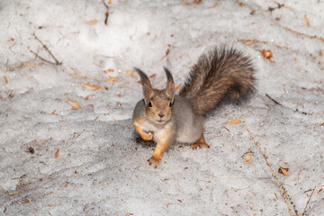 The squirrel in winter sits on white snow.