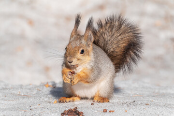 The squirrel in winter sits on white snow.