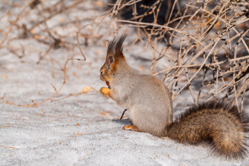 The squirrel in winter sits on white snow.