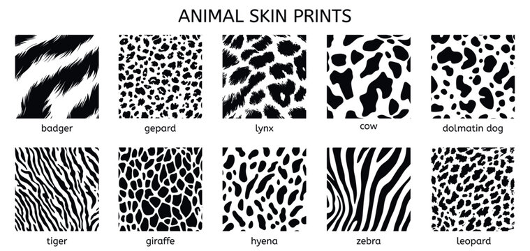 Animal skin types pattern print set. Bager gepard lynx cow dolmatin dog tiger giraffe hyena zebra leopard. Simple black and white flat square shape vector samples. Isolated on white background