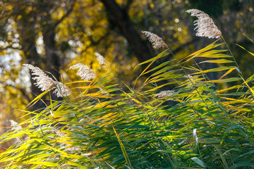 Close-up of autumn reeds with green and yellow leaves, showing the natural texture and colors of...