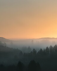 Misty forest sunrise