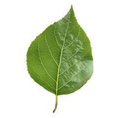 Balsam poplar isolated on a with a white background
