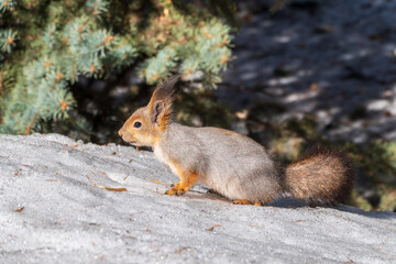 The squirrel in winter sits on white snow.