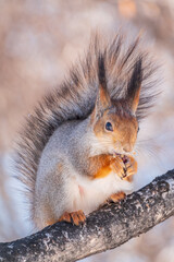 The squirrel with nut sits on tree in the winter or late autumn