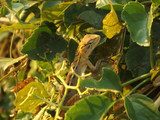 A photo of a chameleon sitting on a tree branch basking in the sun.