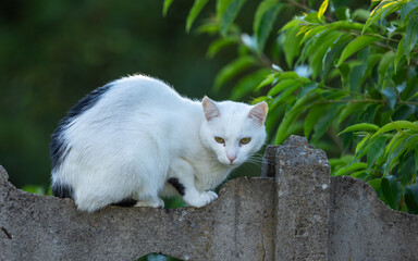 Kot domowy © Sawomir