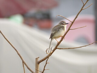 
Close-up photo of a warbler perched on a branch.