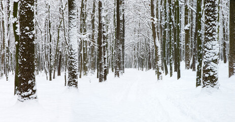 beautiful winter forest and the road
