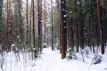 The forest is covered with snow. Frost and snowfall in the park. Winter snowy frosty landscape.