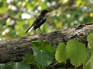 A magpie is standing watchfully in a tree.