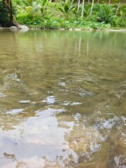School of fish in waterfall and lush nature, Southern Thailand. Vertical image.
