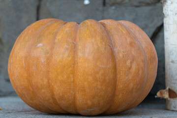 Big pumpkins outdoor close-up