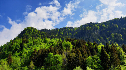 Austria woods forest nature landscape photography
