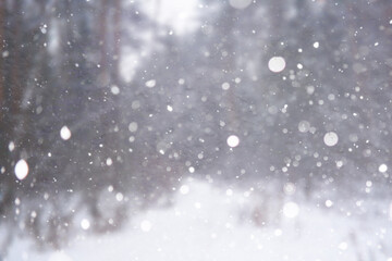 Blurred snow background. Winter landscape. Trees and plants covered with snow.