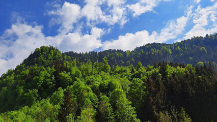 Austria woods forest nature landscape photography