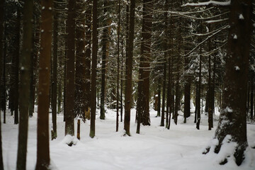 Winter snowy frosty landscape. The forest is covered with snow. Frost and fog in the park.