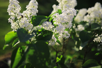 Summer lawn against the backdrop of sunset.
